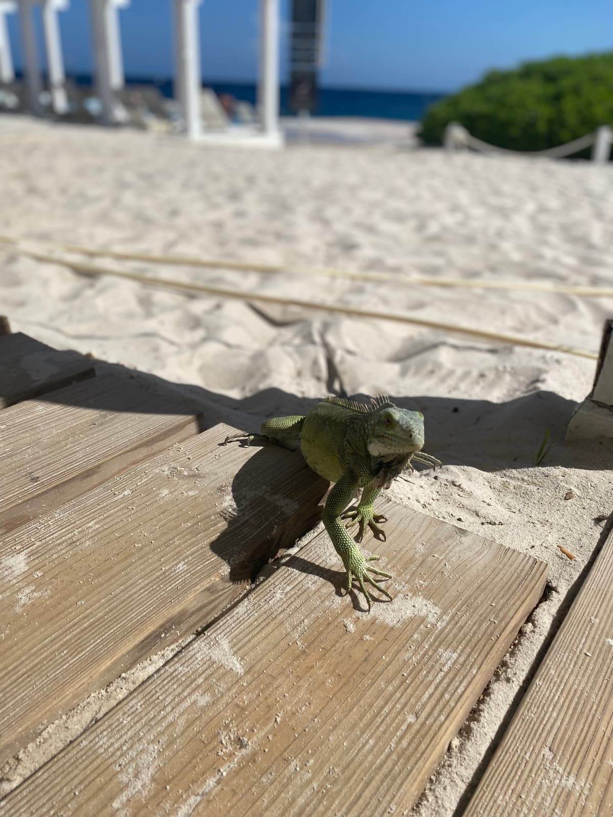 Curaçao — eigen foto 2