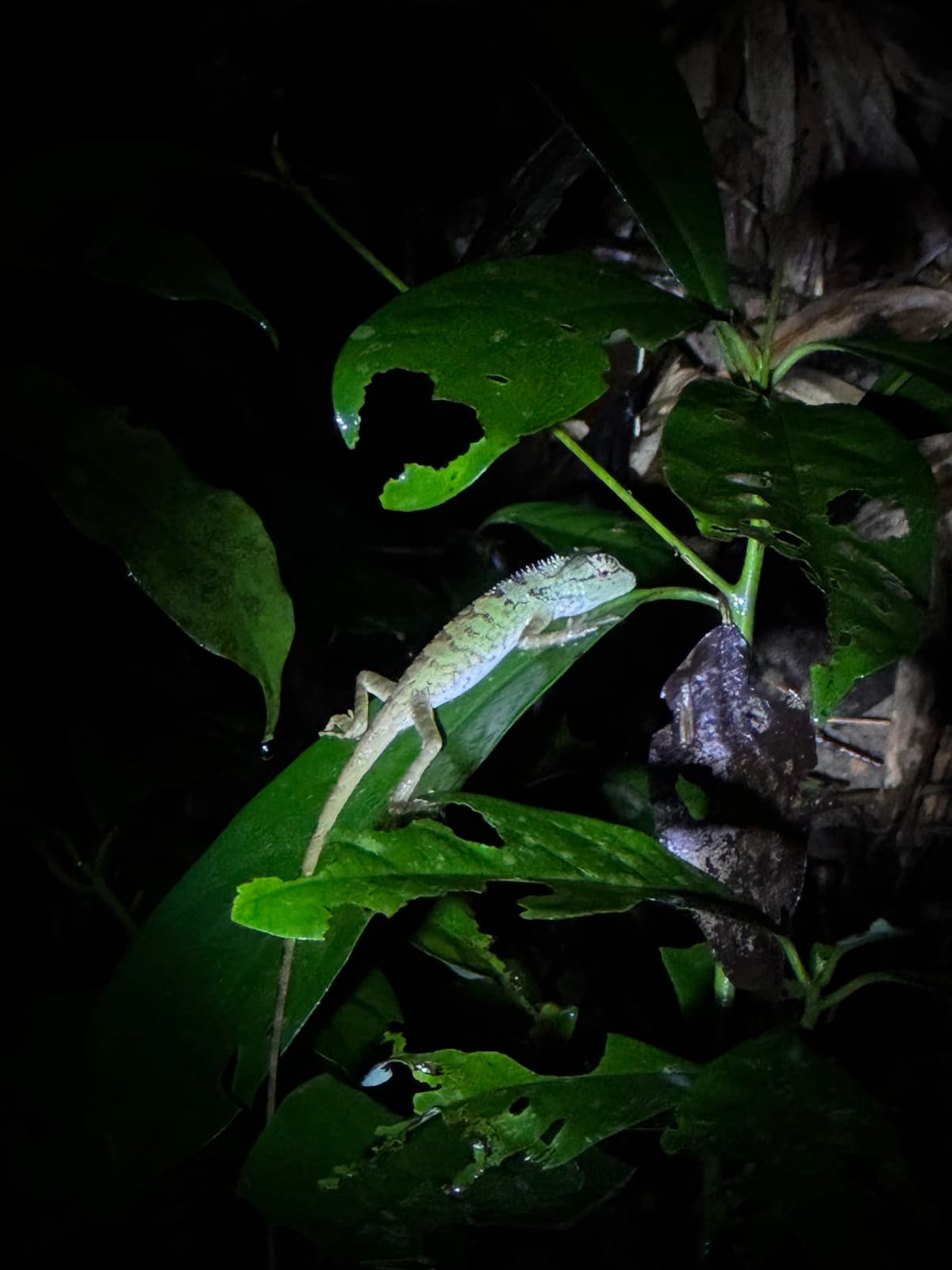 Thailand — eigen foto 6